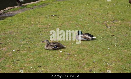 Canards dans les jardins de Chiswick Banque D'Images