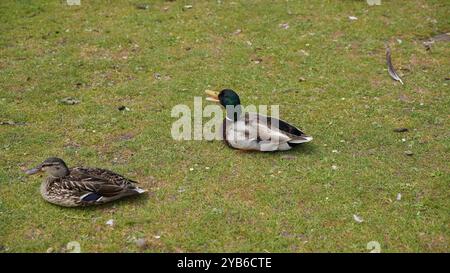 Canards dans les jardins de Chiswick Banque D'Images