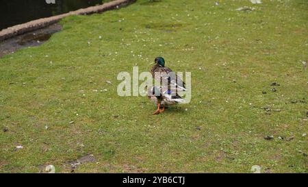 Canards dans les jardins de Chiswick Banque D'Images