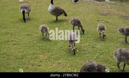 Canards dans les jardins de Chiswick Banque D'Images