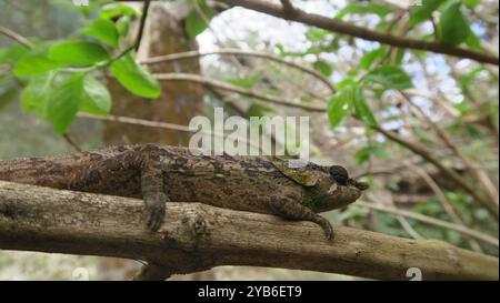 Gros plan d'un caméléon camouflé reposant sur une branche d'arbre dans son habitat naturel, présentant une peau texturée et une coloration adaptative dans la nature. Banque D'Images