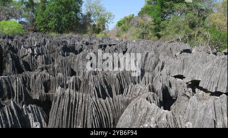 « Petit » Tsingy de Bemaraha, un site du patrimoine mondial de l'UNESCO en raison de ses formations calcaires uniques, qui était un récif corallien il y a environ 160 millions d'années. Banque D'Images