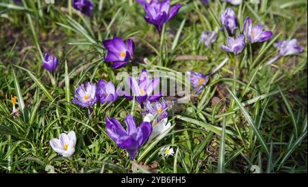 Crocus dans les jardins de Chiswick Banque D'Images