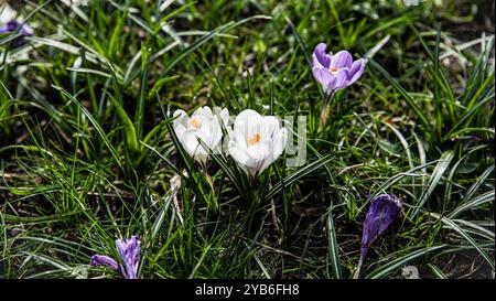 Crocus dans les jardins de Chiswick Banque D'Images
