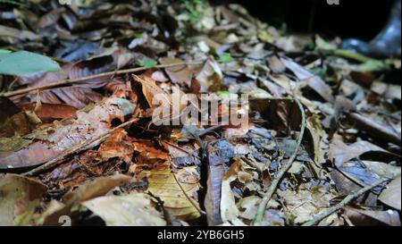 Grenouille à cornes du Suriname incroyablement bien camouflée (Ceratophrys cornuta) assise sur des feuilles dans la réserve nationale de Cuyabeno en Équateur. Banque D'Images