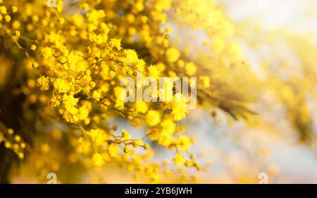 Bordure de fleur jaune vif sur fond avec espace de copie. Acacia dealbata Wattle Banque D'Images