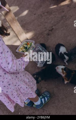 Enfant jouant et se nourrissant avec le cobaye. Voyage au zoo ou à la ferme. Photo de haute qualité Banque D'Images