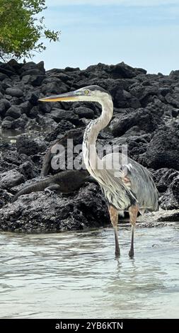 Garza azulada (Ardea herodias) capturée sur l'île de Santa Cruz, aux Galapagos. Banque D'Images