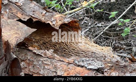 Morceau de cactus en décomposition sur Galapagos, Équateur. Banque D'Images
