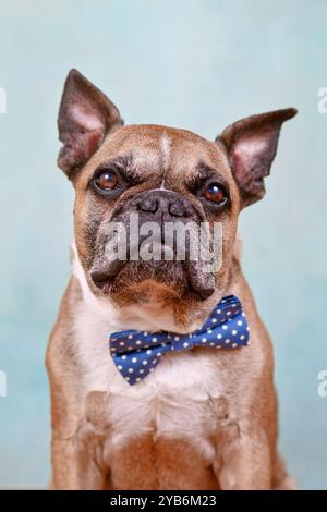 Portrait de chien bouledogue français mignon fauve avec noeud papillon bleu devant un fond de studio bleu pastel Banque D'Images