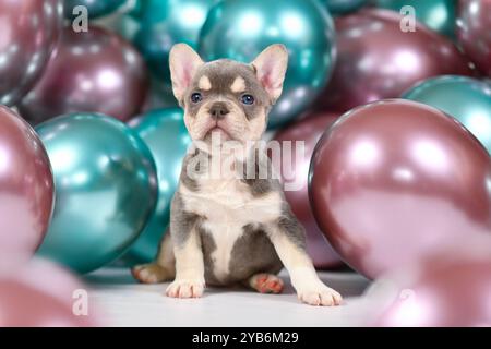 Mignon 6 semaines jeune chiot chien bouledogue français bronzé sain avec des marques Husky et des ballons colorés en arrière-plan Banque D'Images