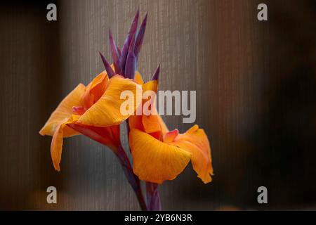 L'image montre une fleur orange avec des bourgeons violets en gros plan, nette sur un fond doux et flou. Banque D'Images
