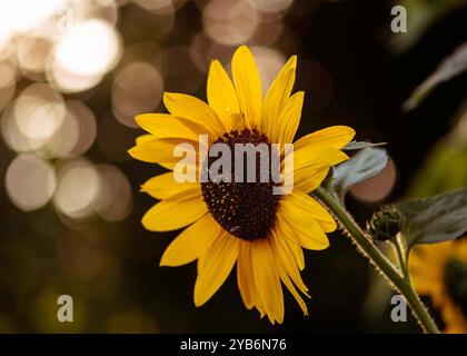 L'image montre un tournesol jaune vif avec une mise au point nette, se démarquant sur un arrière-plan flou et rempli de bokeh. Banque D'Images