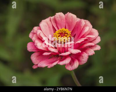 Gros plan sur la fleur rouge rose fleurie avec étamine jaune zinnia elegans fleur isolée à l'extérieur dans le jardin Banque D'Images