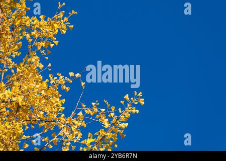 Vibrations automnales. Feuilles jaunes Ginkgo avec ciel bleu et espace de copie Banque D'Images