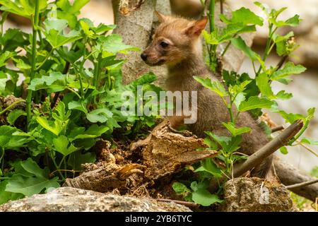 Chacal doré , chacal syrien (C. a. syriacus) chiot Banque D'Images