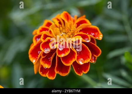 Gros plan d'une fleur de souci orange et rouge vibrante avec des gouttelettes d'eau sur des pétales dans un jardin Banque D'Images