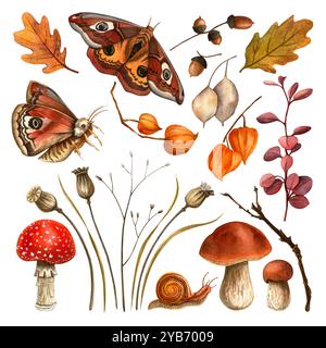 Ensemble d'illustration de récolte d'automne. Papillon, champignon, agarique à mouche, escargot, feuilles de chêne et glands, bulbes de pavot secs. Aquarelle botanique vintage isolée Banque D'Images