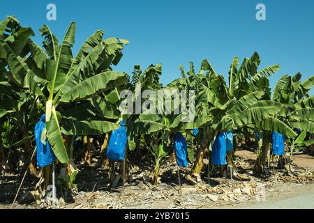 Bananes cultivées à Paphos Chypre Banque D'Images