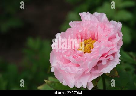 Une fleur de pivoine chinoise rose. Paeonia × suffruticosa Banque D'Images