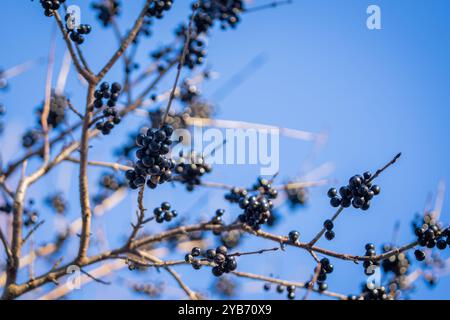 Baies sur un buisson d'argousier commun en hiver, contre le ciel bleu. Argousier commun, argousier purgeant, ou simplement argousier (Rhamnus cathartica) dans WIN Banque D'Images