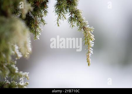 Branche de genévrier (Juniperus communis) couverte de gel sur fond défocalisé. Hiver. Météo hivernale. Flou artistique. Banque D'Images