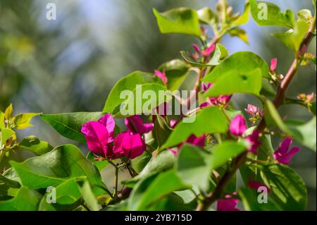 Les fleurs de bougainvilliers rose vif émergent d'épaisses feuilles vertes, mettant en valeur la beauté de la nature dans un jardin ensoleillé rempli de couleurs vives. Banque D'Images