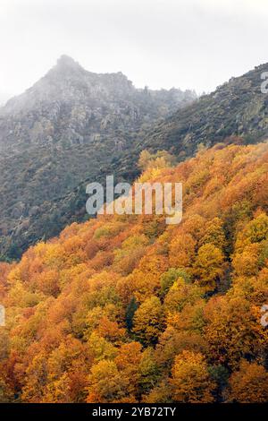 Paysage d'automne à Serra da Estrela au Portugal, colline avec des arbres colorés contrastés et partie rocheuse de Fraga da Cruz. Banque D'Images