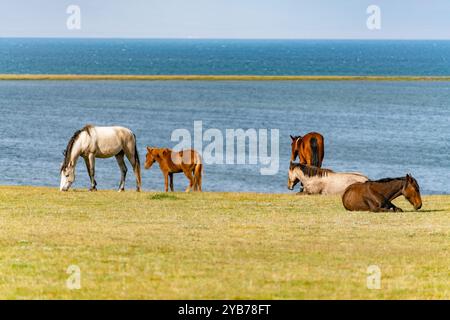 Un troupeau de chevaux repose sur le pâturage sur la rive du lac. Certains chevaux sont couchés sur l'herbe jaunie. Banque D'Images