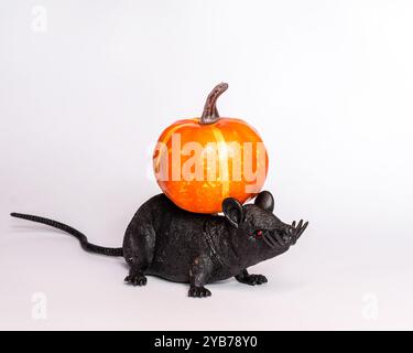 Petit rat noir en plastique à longue queue portant de la citrouille sur son dos sur un fond blanc avec espace copie, papier peint animal, stock pour l'hiver Banque D'Images