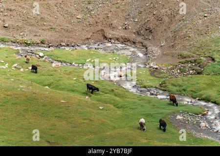 Vue de dessus d'un point d'arrosage - un troupeau de vaches qui paissent près du lit d'une rivière de montagne peu profonde. La rivière a un fond rocheux et une eau claire. Banque D'Images