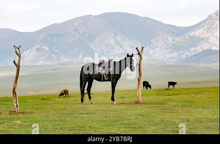 Un cheval noir avec une selle sur son dos se dresse entre deux piliers en bois dans la steppe sur un pâturage de montagne, pâturant des animaux de la ferme et de hautes montagnes Banque D'Images