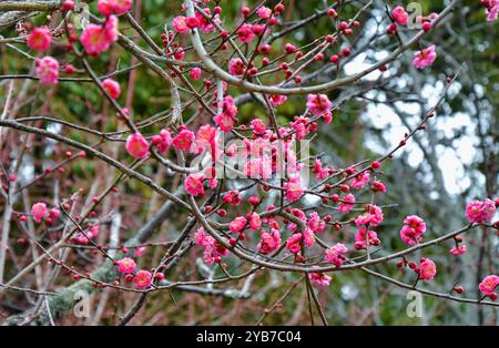 Prunus mume fleurit. Connu aussi sous le nom de prune chinoise, prune japonaise ou abricot japonais. Prunus mume commence à fleurir au milieu de l'hiver. Kyoto, Japon. Banque D'Images