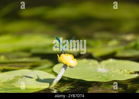 Libellule bleue est assise sur un lutea Nuphar Banque D'Images