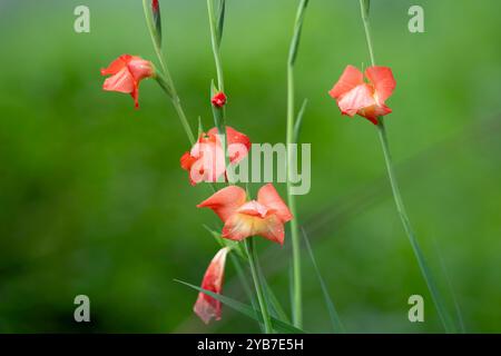 Belles fleurs et bourgeons de glaïeule rouge poussant sur une plante et couverts de gouttelettes d'eau de la douche de pluie. Aussi appelé lys d'épée ou Gladiolus Pal Banque D'Images