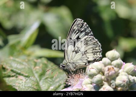 Mâle blanc marbré - Melanargia galathea Banque D'Images