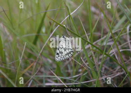 Mâle blanc marbré - Melanargia galathea Banque D'Images