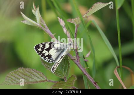 Mâle blanc marbré - Melanargia galathea Banque D'Images