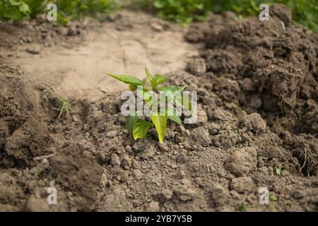 Vue de dessus. Le processus de plantation de plants de poivron dans le jardin. Travail de printemps dans le jardin. Banque D'Images