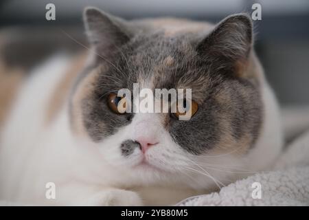 Gros plan sur la tête de chat British Shorthair Banque D'Images