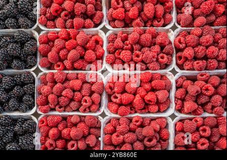 Une exposition de marché dynamique présentant des mûres et des framboises biologiques fraîches dans des paniers. Parfait pour une alimentation saine, des concepts nutritionnels et des delicio Banque D'Images