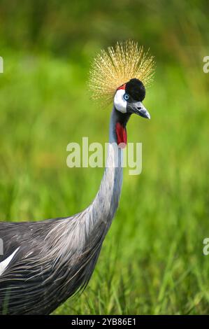 GRUE À COURONNES GRISES (Balearica regulorum) dans le parc national de Murchison Falls, la GRUE à couronnes grises est l'oiseau national de l'Ouganda. Il est vulnérable Banque D'Images