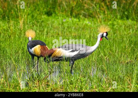 Une paire de grues couronnées grises ( Balearica regulorum) dans le parc national de Murchison Falls - Ouganda Banque D'Images