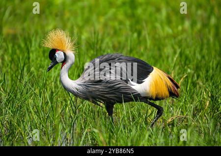 Une grue couronnée grise ( Balearica regulorum) dans le parc national de Murchison Falls - Ouganda Banque D'Images