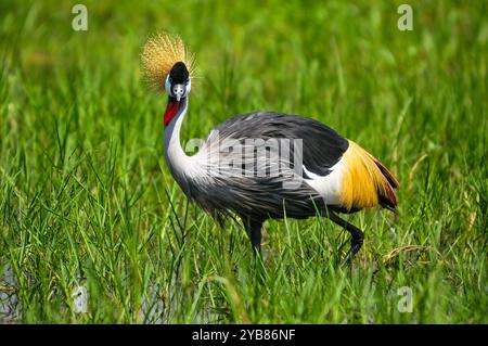 Une grue couronnée grise ( Balearica regulorum) dans le parc national de Murchison Falls - Ouganda Banque D'Images