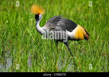 Une grue couronnée grise ( Balearica regulorum) dans le parc national de Murchison Falls - Ouganda Banque D'Images