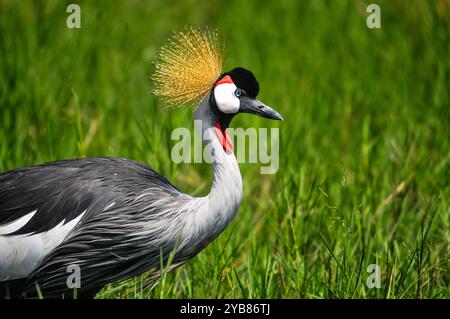 Une grue couronnée grise ( Balearica regulorum) dans le parc national de Murchison Falls - Ouganda Banque D'Images