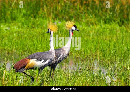 Une paire de grues couronnées grises ( Balearica regulorum) dans le parc national de Murchison Falls - Ouganda Banque D'Images