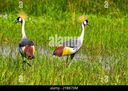 Une paire de grues couronnées grises ( Balearica regulorum) dans le parc national de Murchison Falls - Ouganda Banque D'Images