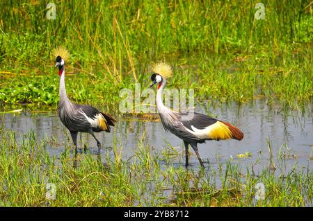 Une paire de grues couronnées grises ( Balearica regulorum) dans le parc national de Murchison Falls - Ouganda Banque D'Images